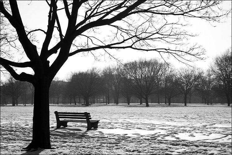 snow_bench_tree_trinity_park.jpg